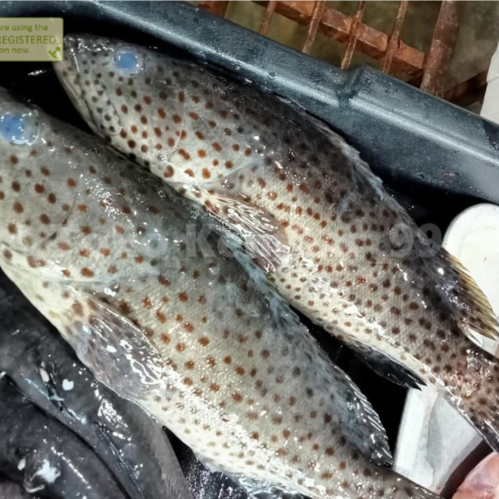 Ikan Kerapu 1Kg Ikan Kerapu Segar Ikan Kerapu Lumpur Grouper Fish
