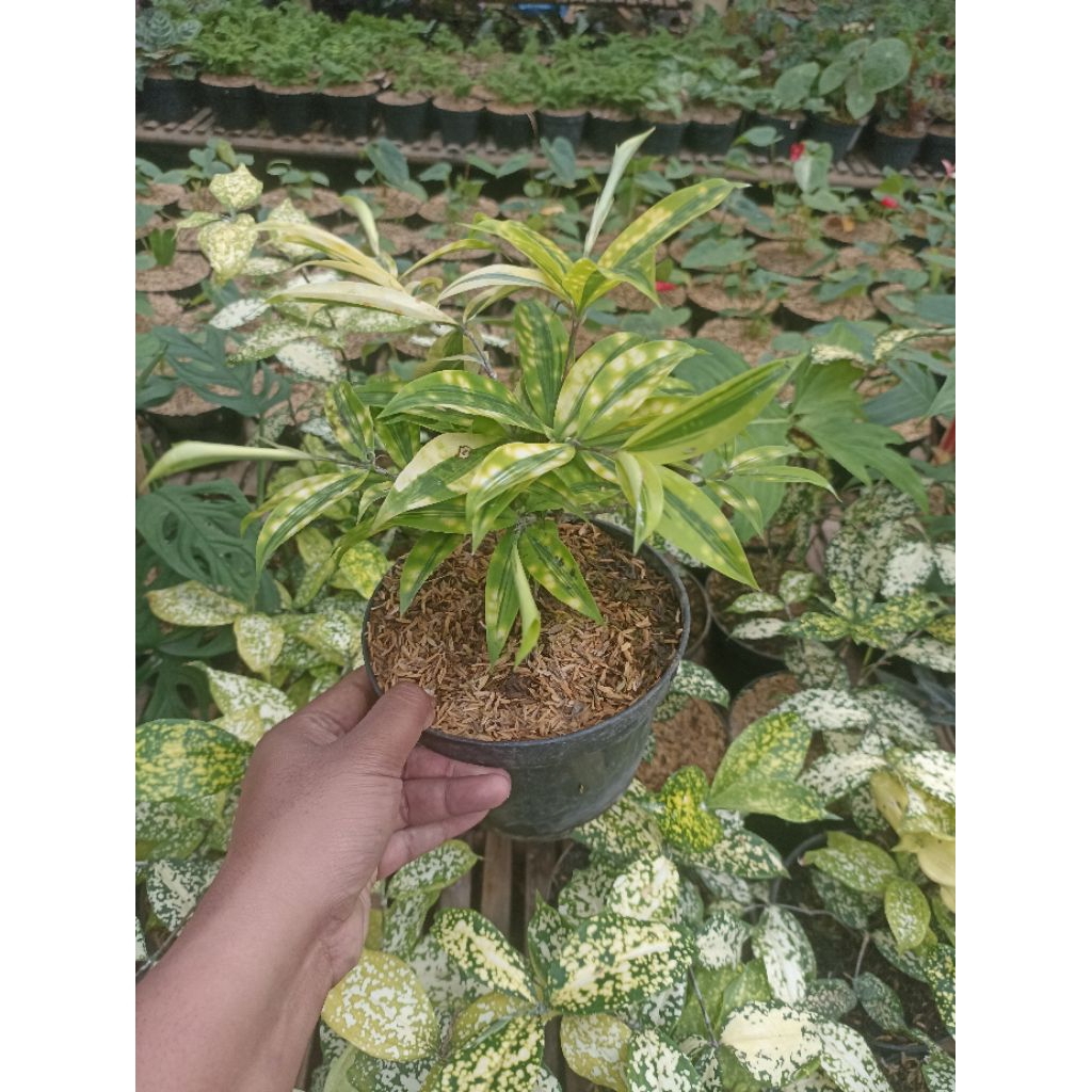 Dracena Bambu Jepang