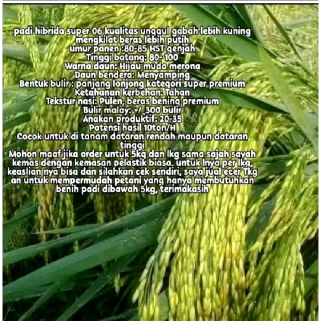 BENIH PADI HIBRIDA 06 SUPER 1KG