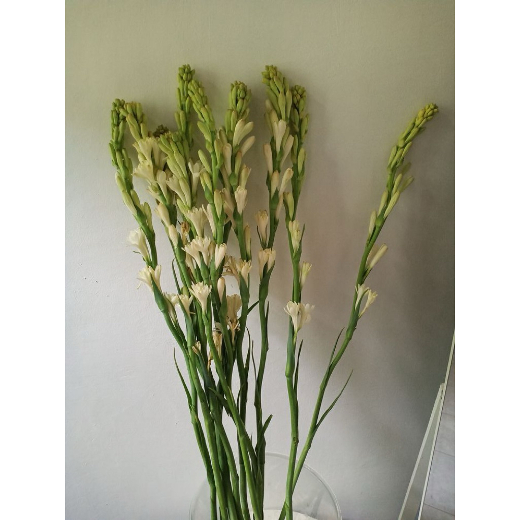 Sedap Malam Potong Pertangkai Bunga Segar Dekorasi