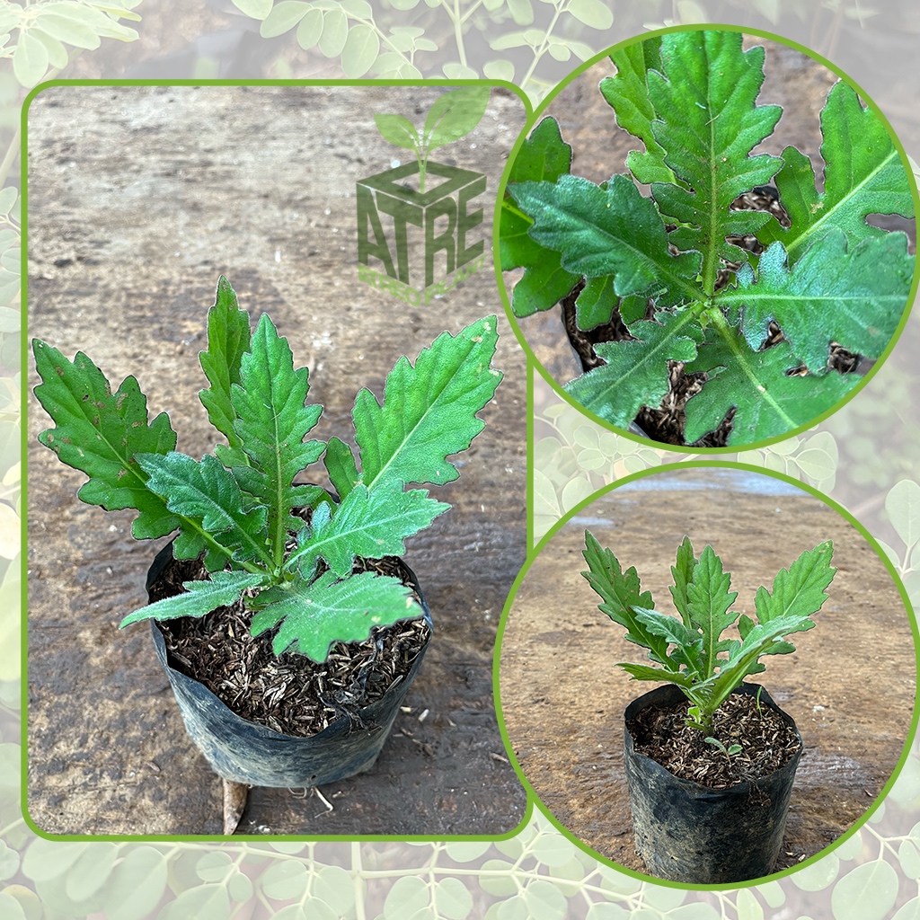 Bibit Tanaman Daun Dewa Tanaman Herbal Daun dewa Tanaman dewa