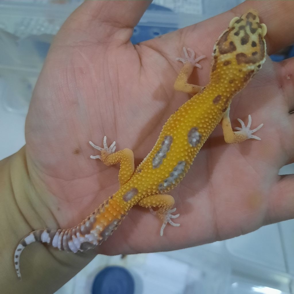 Hiasan Rumah Cakep Gecko Leopard BELL A