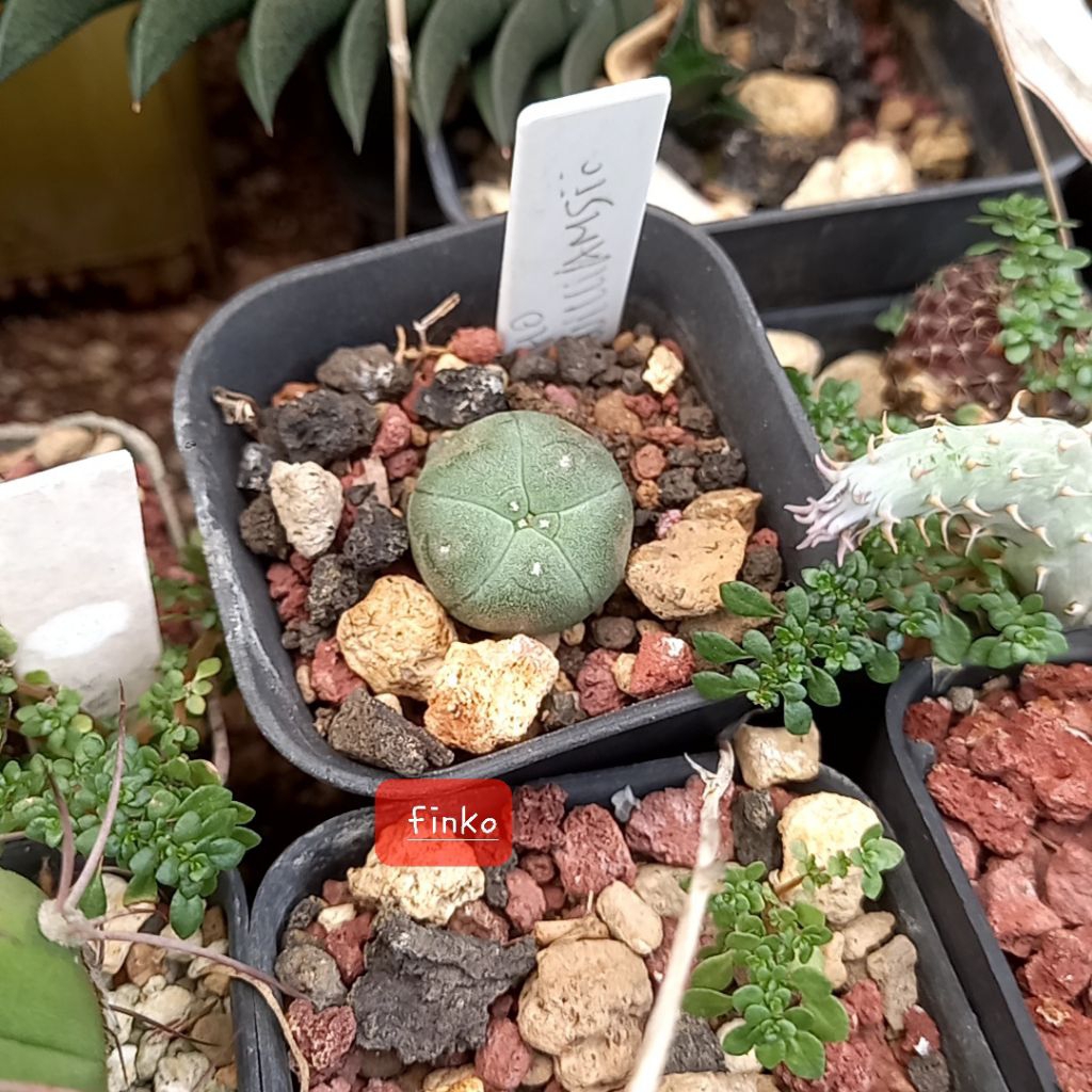 lophophora williamsii, seedling. ex. induk variegata