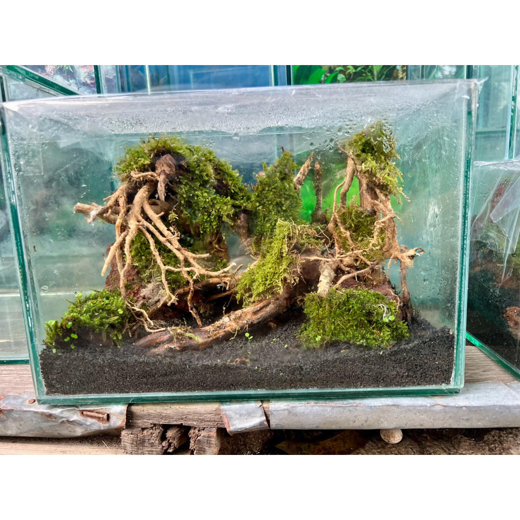 Aquascape/AQUARIUM/FULLSET