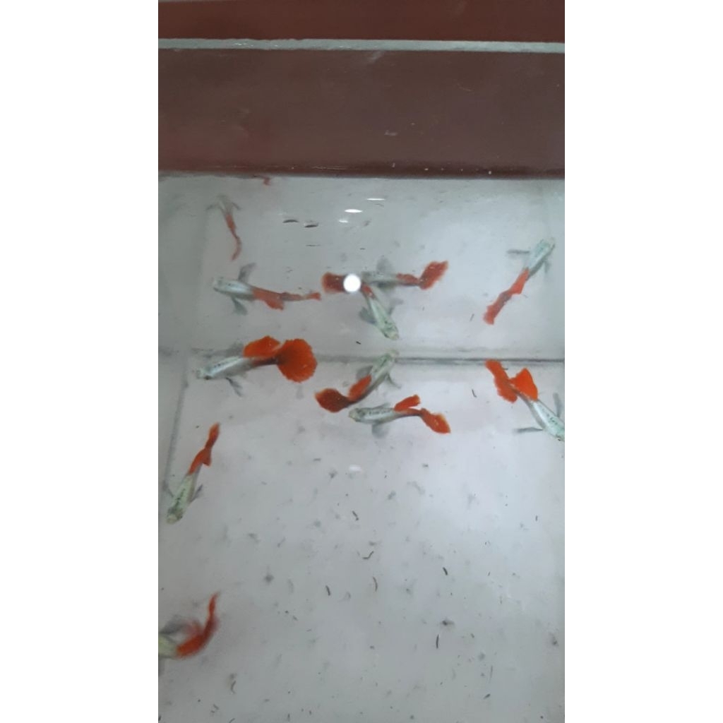 Platinum Red Tail Dumbo Ear Sepasang - Hiasan Ikan Guppy