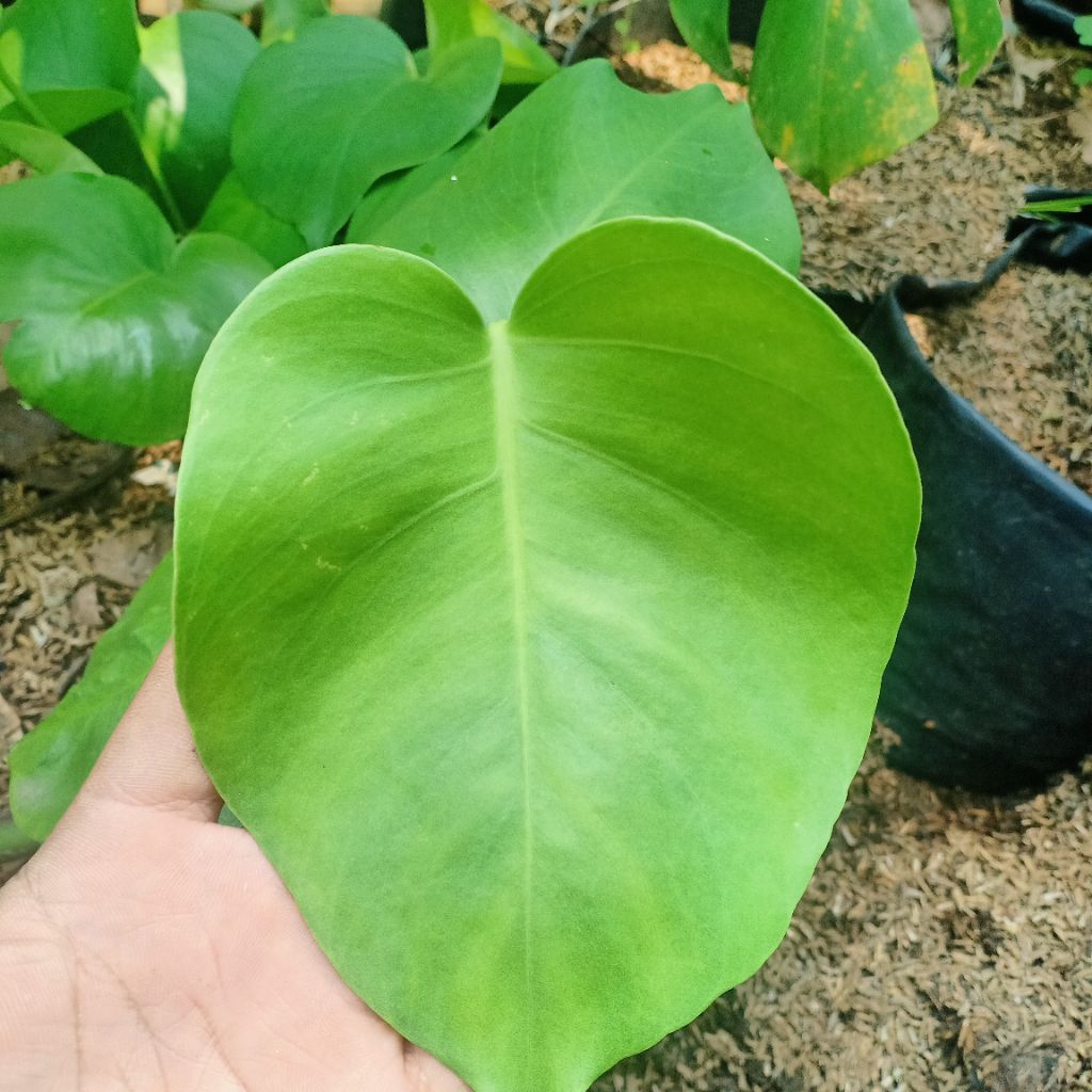 Anakan monstera king 2-4 daun