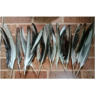 JF00G7242 Bulu Sayap Ayam Jago Warna Asli isi 50 helai