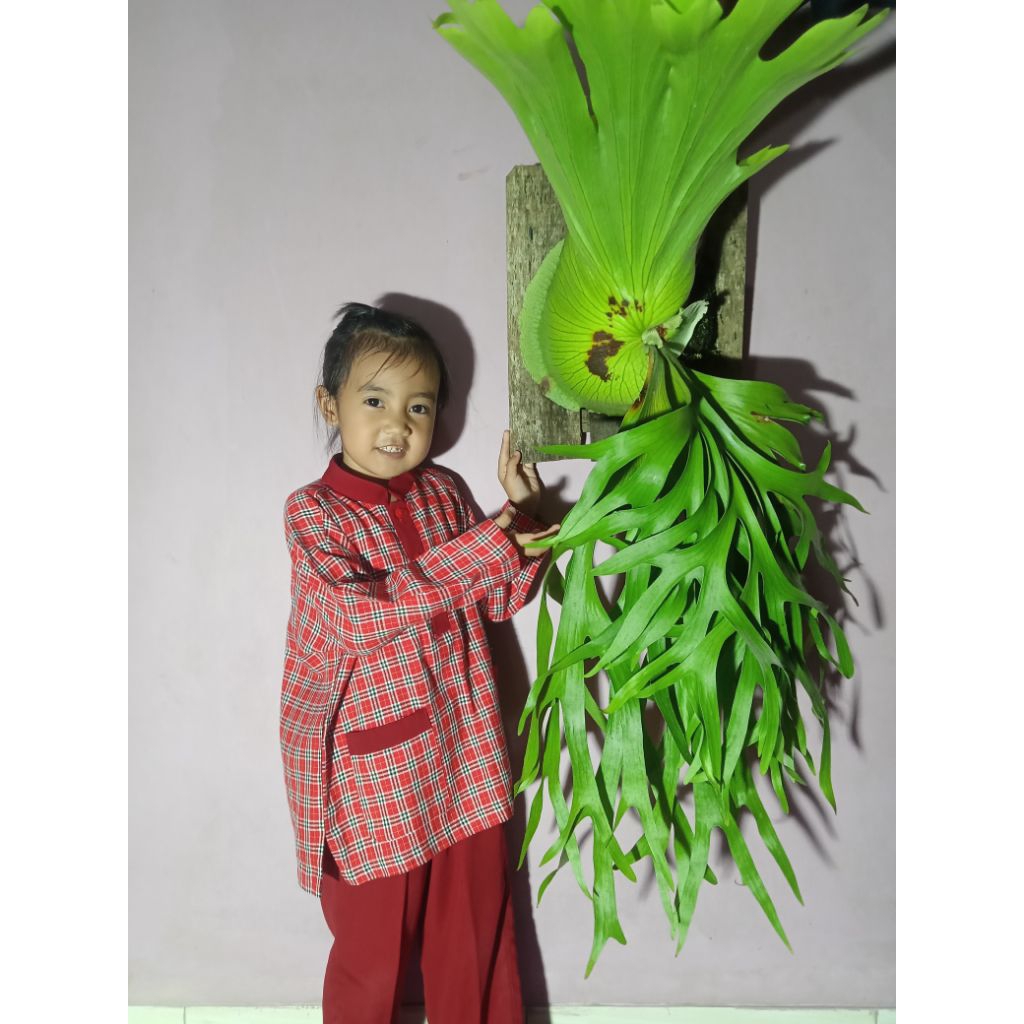 platycerium coronarium