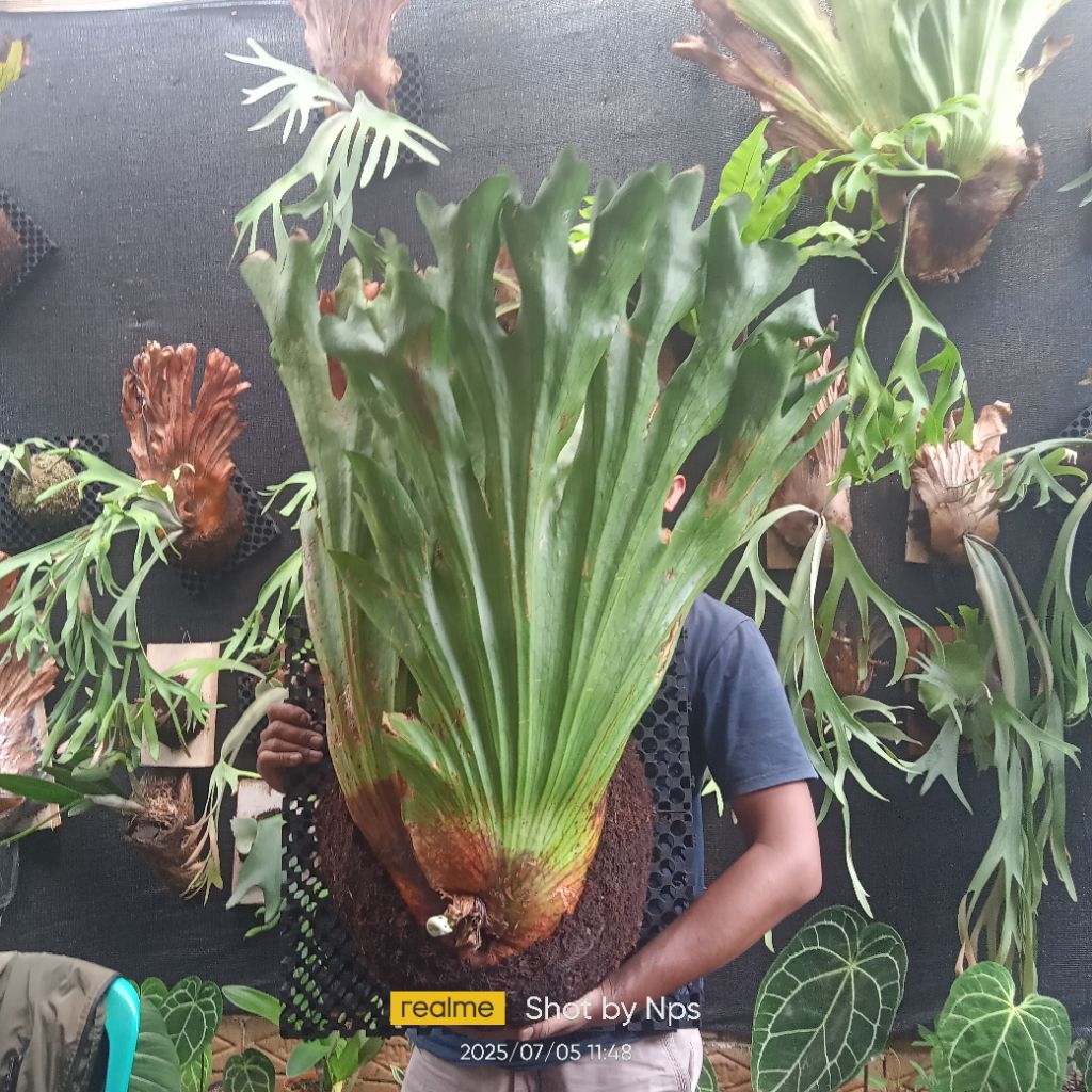 platycerium coronarium jumbo