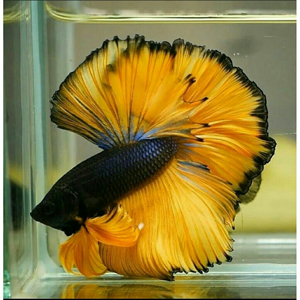Ikan Cupang Halfmoon Black Yellow - ikan cupang warna cerah ekor lebar