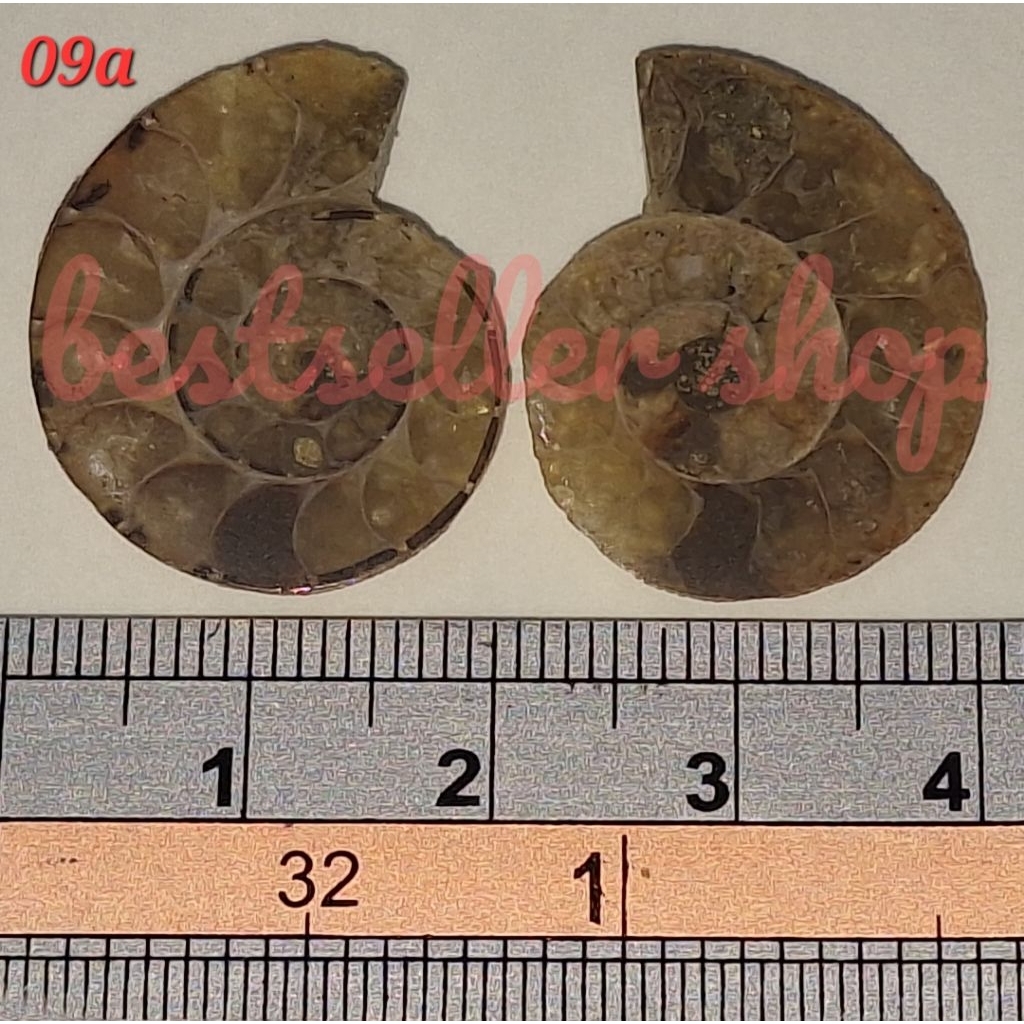 Batu Natural Ammonite Fossil - Batu Keong Fossil berat ± 5,5 gram, Dim ± 23x20 mm (x2)