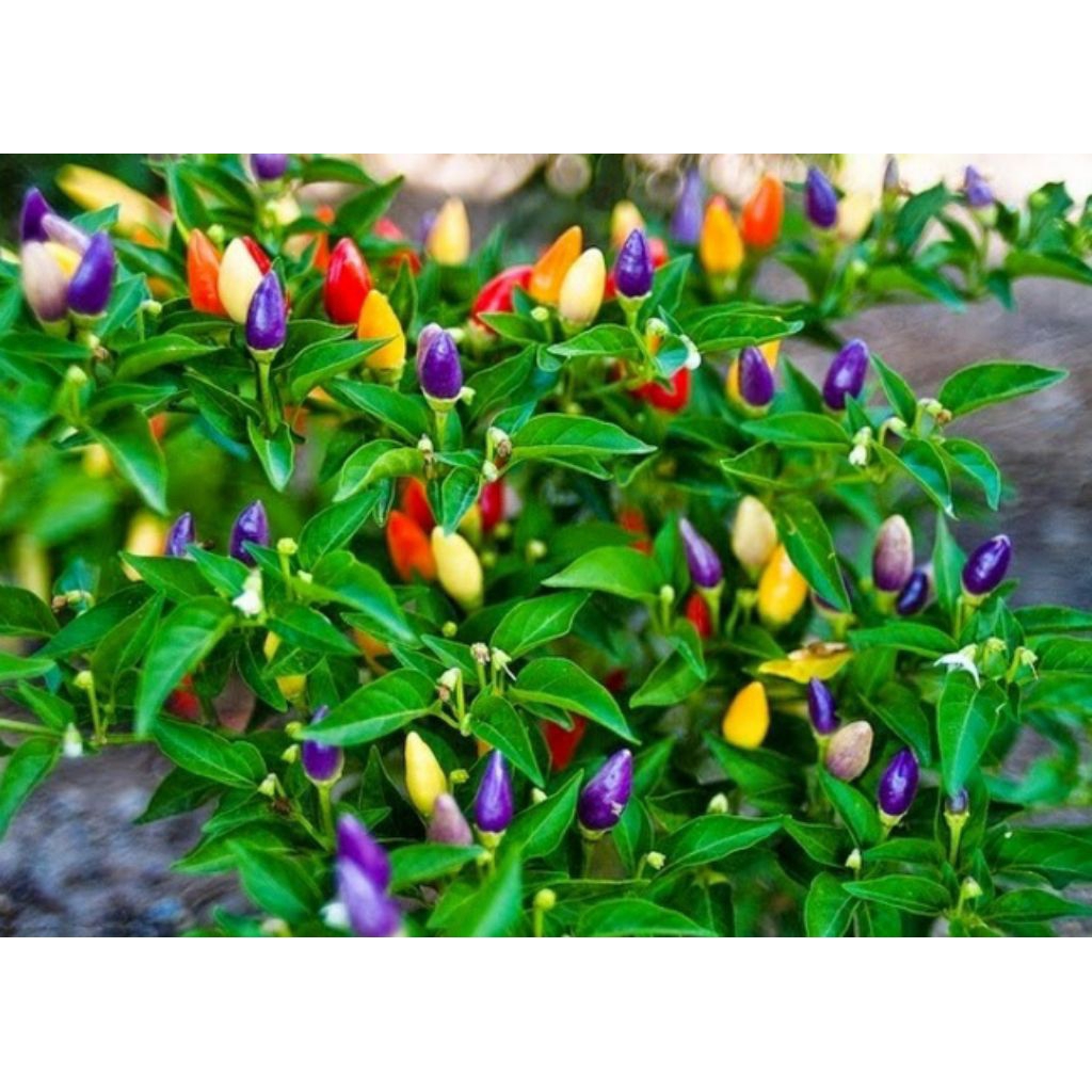 5 Benih Cabe Rawit Pelangi Bibit Benih Biji Cabe Pelangi Hias Tanaman Cabe