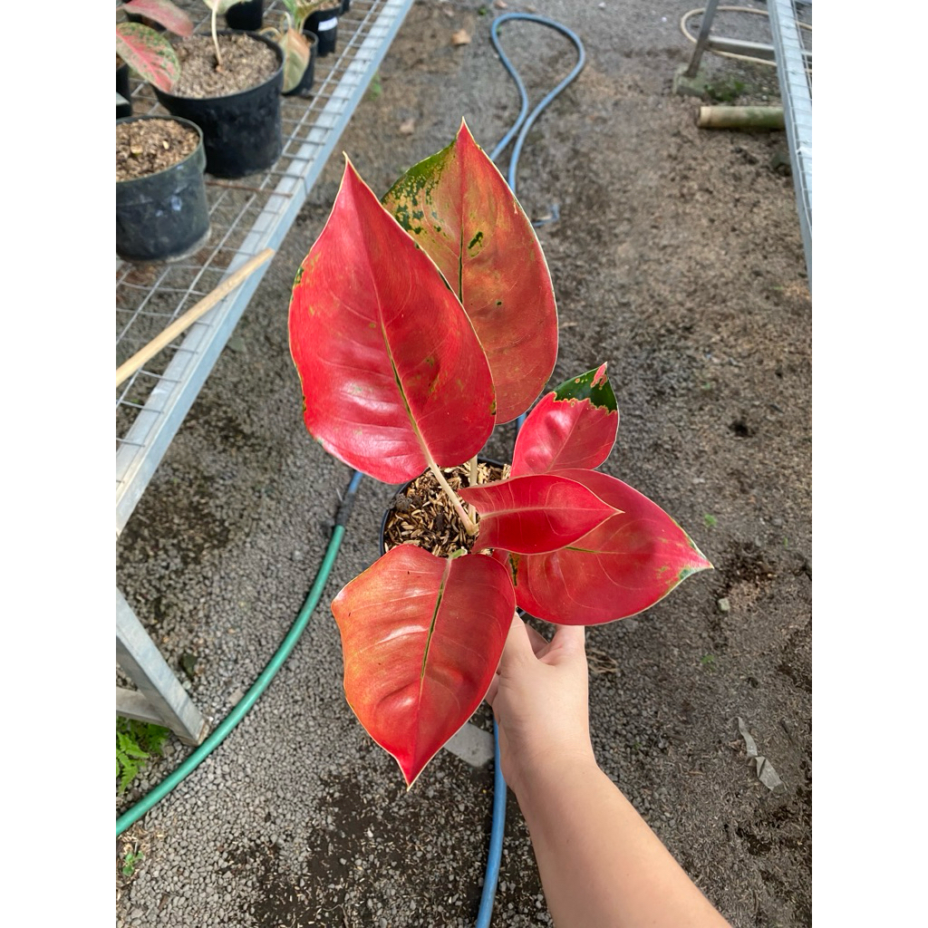 Aglaonema kochin red diamond