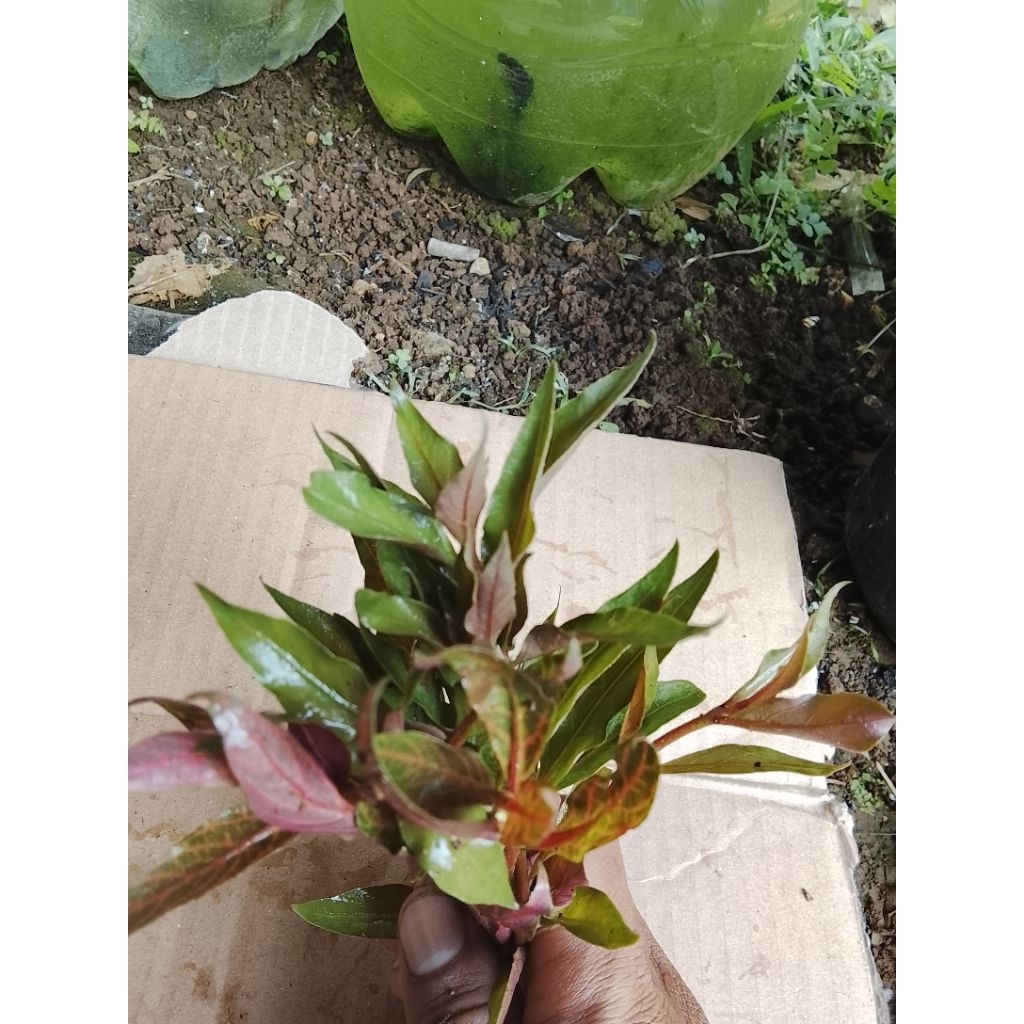 reniki taneman aquarium 20batang