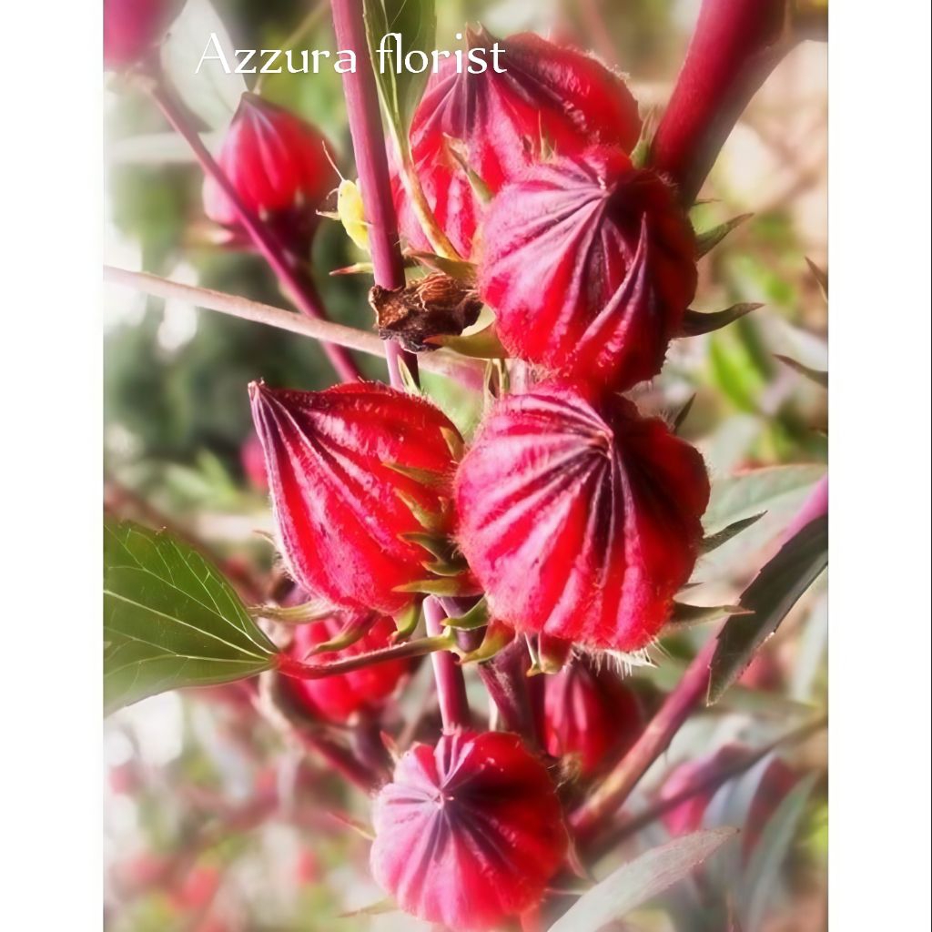 Tanaman hias Rosella/ pohon bunga Rosella