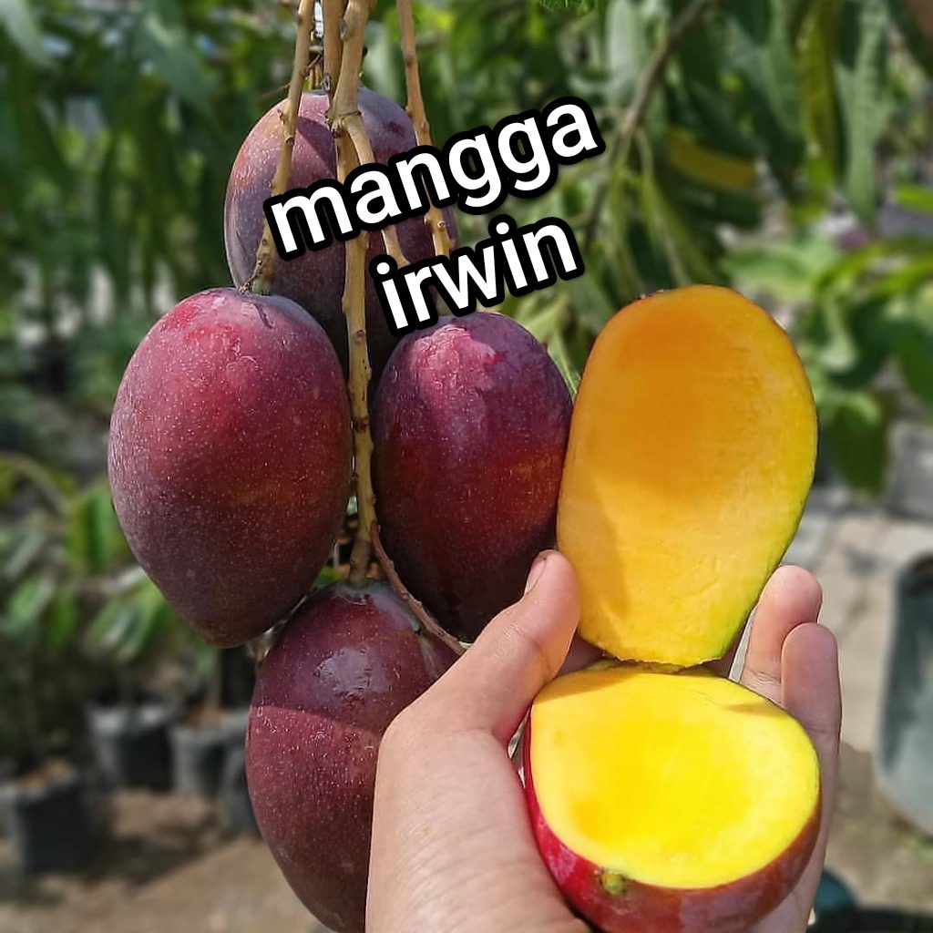 bibit mangga irwin super