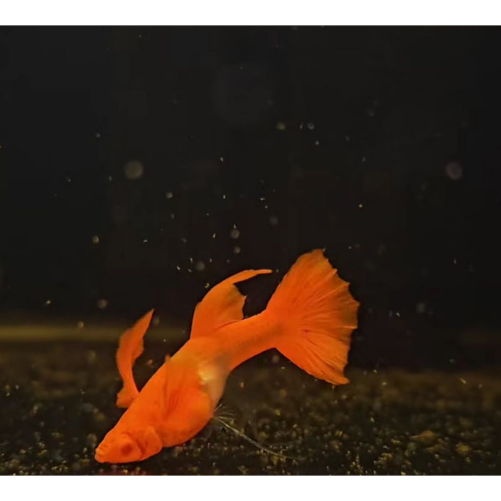 Guppy Albino Koi Red Ear Ribbon Fin C Glass Belly