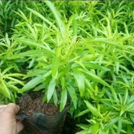 Tanaman zodia - Zodiak Pengusir Nyamuk - Tanaman Outdoor