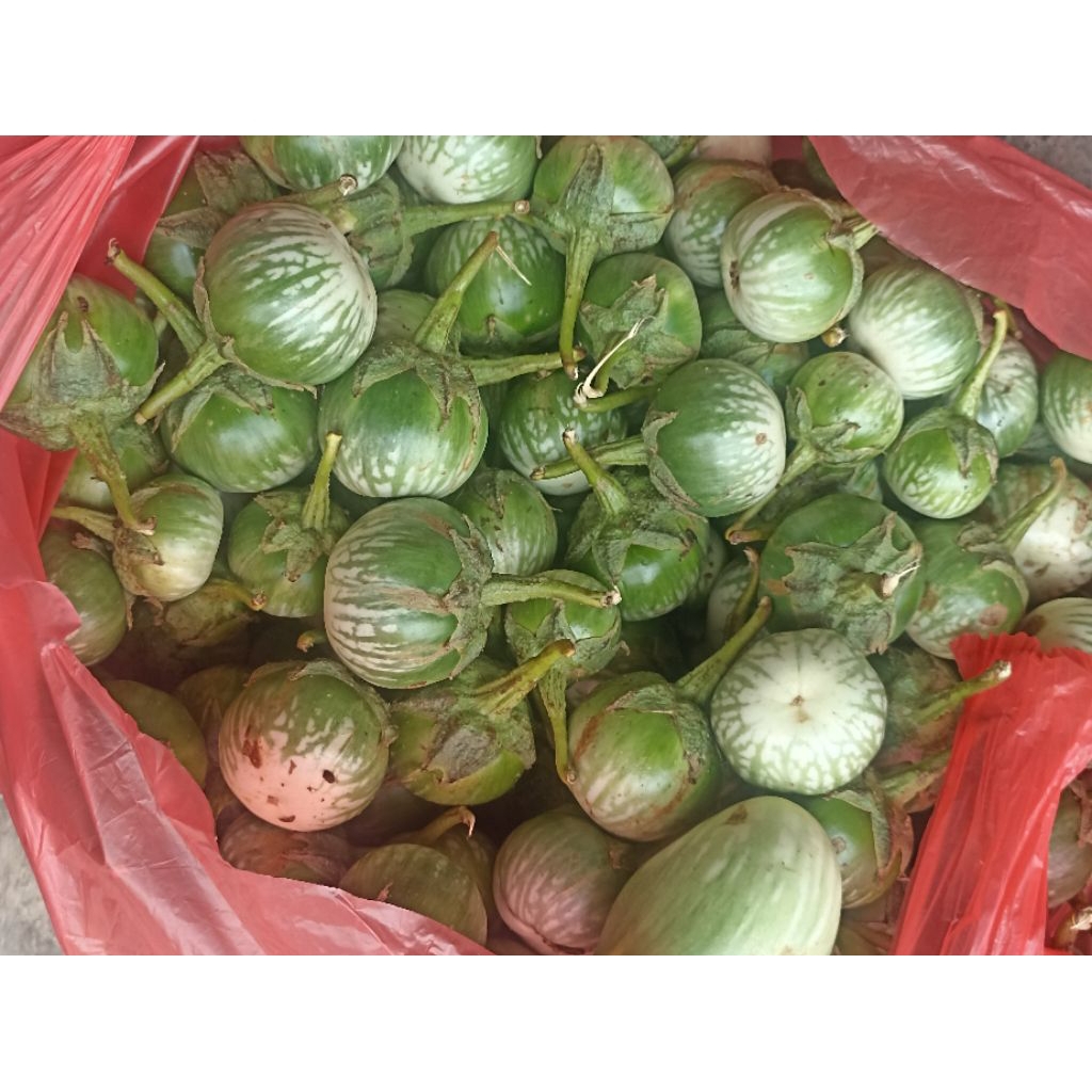 terong hijau/terong lalap/terong bulat/terong lalap hijau