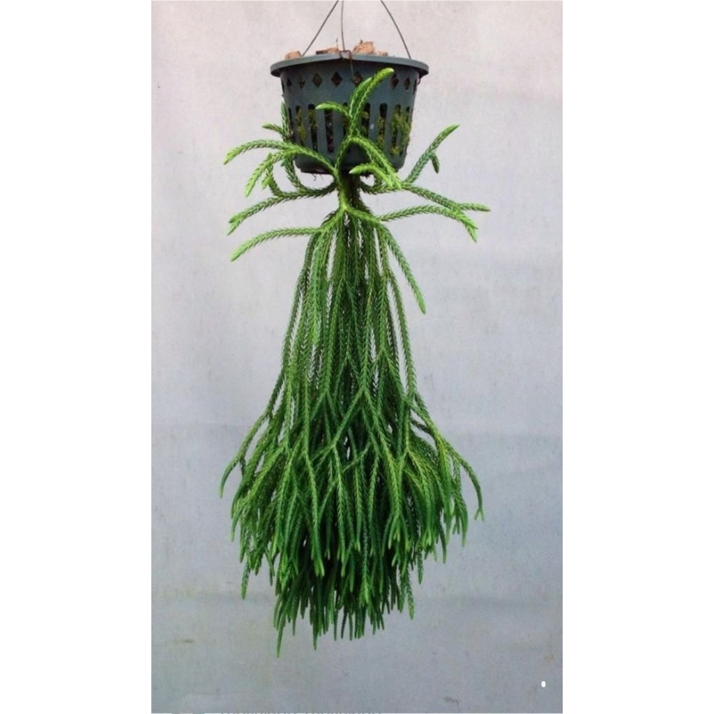 tanaman gantung kumpay atau juntai (huperzia carinata)