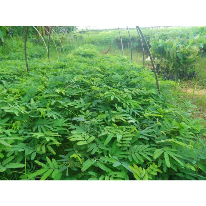 Bibit Tanaman Kaliandra - Pakan Ternak Kaliandra - Harga Murah