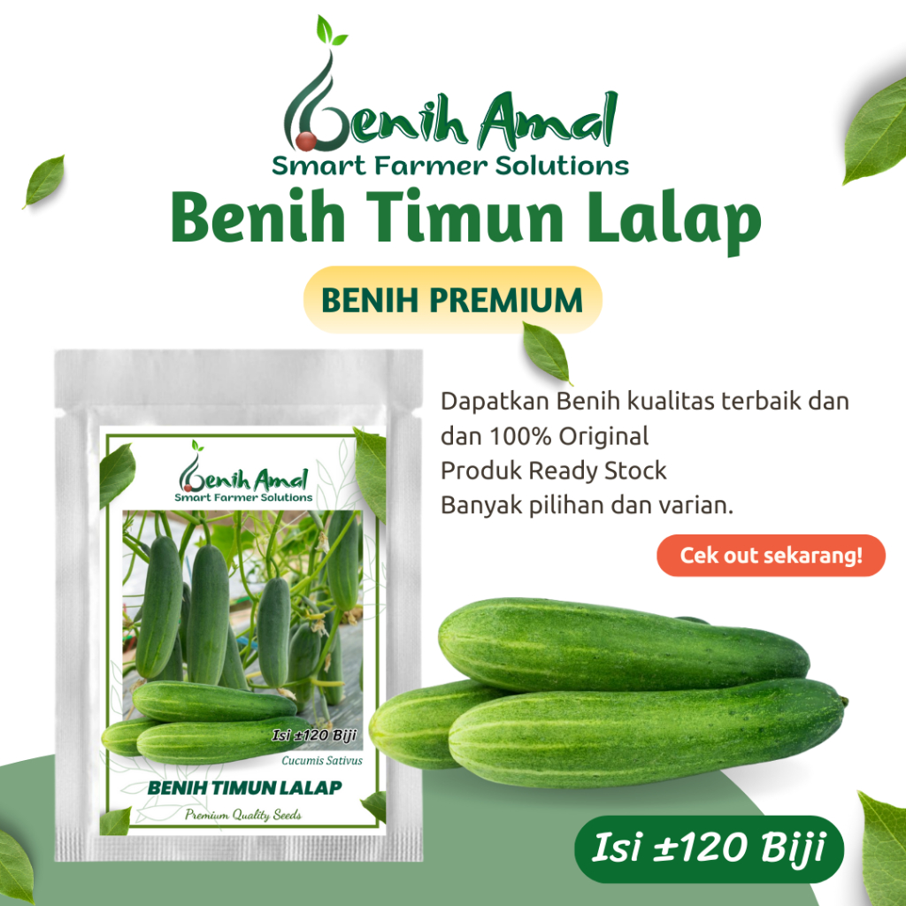 Benih Sayuran Timun Lalap Unggul