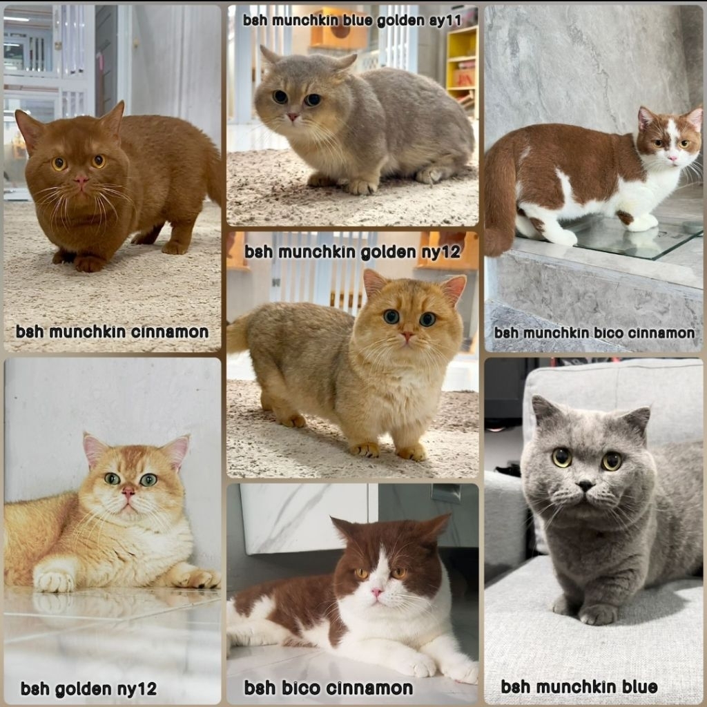 Jasa pacak BSH import