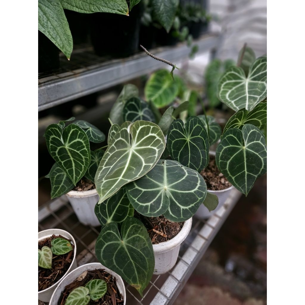 Kuping Gajah Tarantula / Kuping Gajah / Anthurium Crystallinum