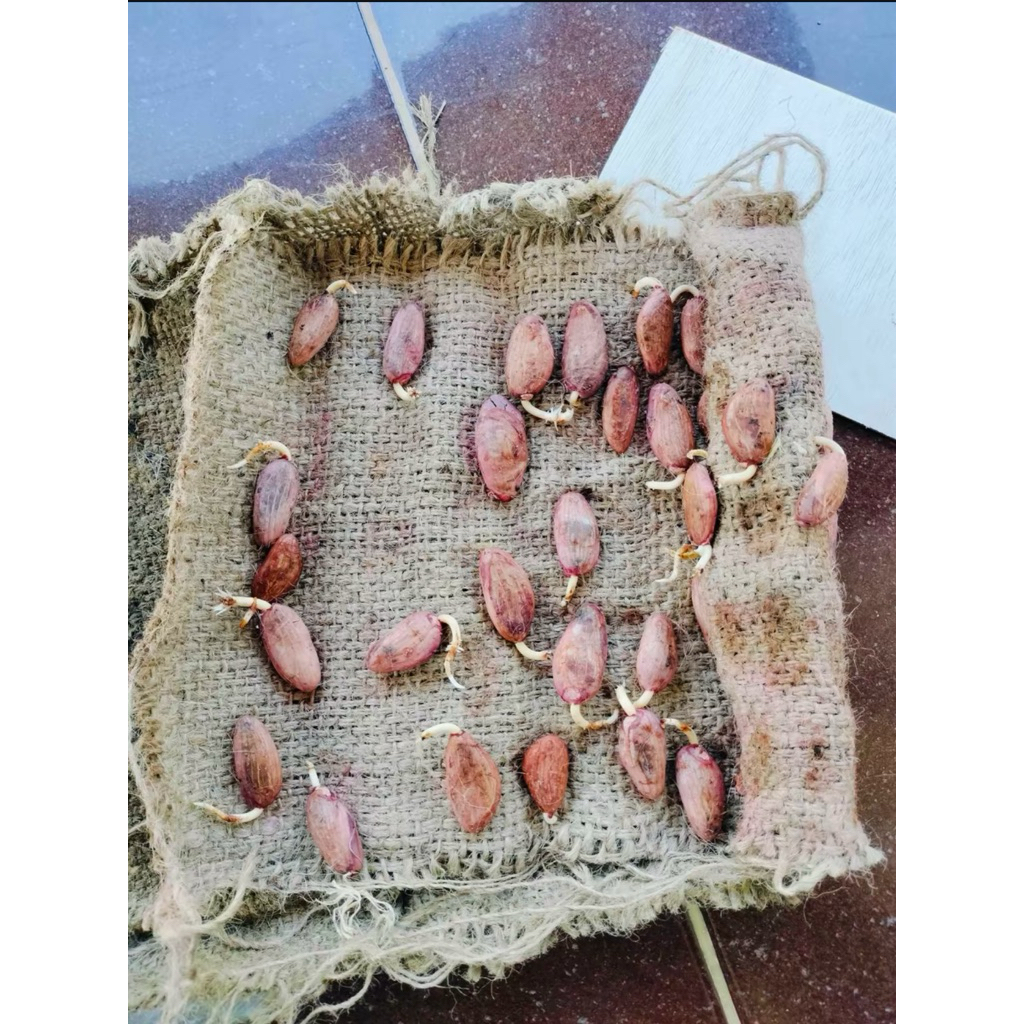 benih bibit kecambah kakao MCC 02 orginal unggulan