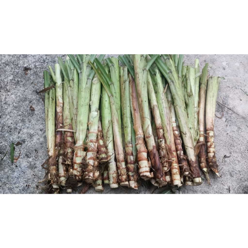 Bibit Rumput Odot Super Jumbo 150 Batang