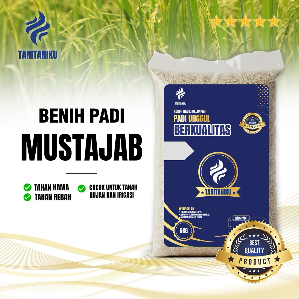 BENIH PADI BIBIT PADI UNGGUL MUSTAJAB BERKUALITAS KEMASAN 5 KILO
