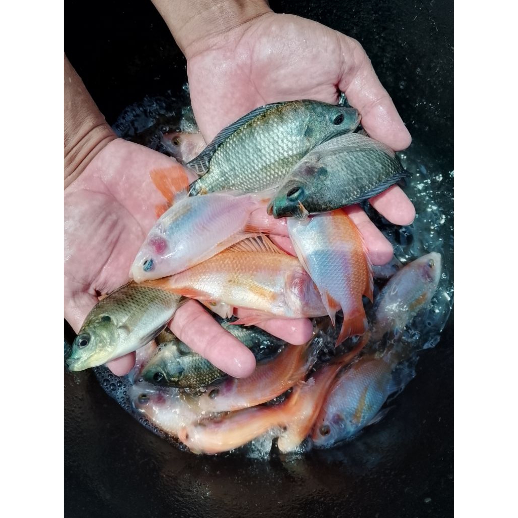 bibit ikan nila merah/ bangkok paket 50 ekor