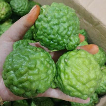 Jeruk Purut Jantan  Ute Pangir Jeruk Medan Jeruk Obat Ukuran Besar Perbiji