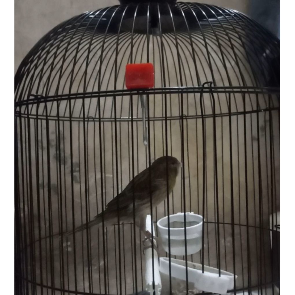 ORIGINAL KENARI F1YS