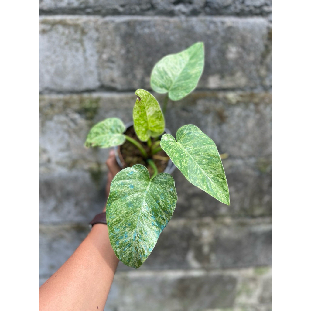 Philodendron Giganteum Blizzard