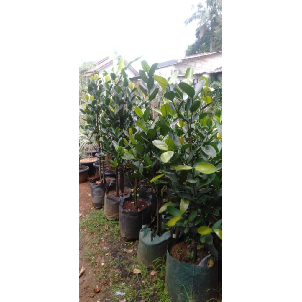 pohon garcenia || nangka taiwan tinggi 1,5m siap tanam