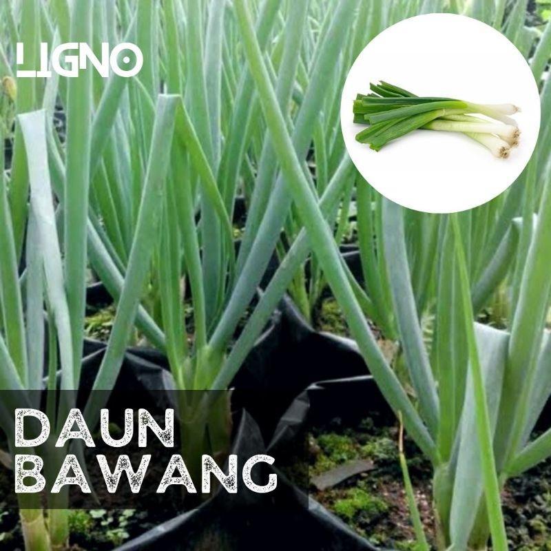 30 Biji - bibit seed benih BAWANG DAUN BESAR, Daun Bawang Jepang Tokyo Natsugoro. Sayuran Unggul Ber