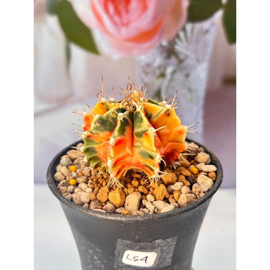 Kaktus Variegata Gymno SP Long Spine var Spin gymnocalycium mihanovichii