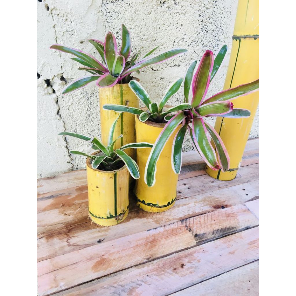 jual pot bunga bambu kuning asli,vas bunga hidup alami bambu kuning terlaris