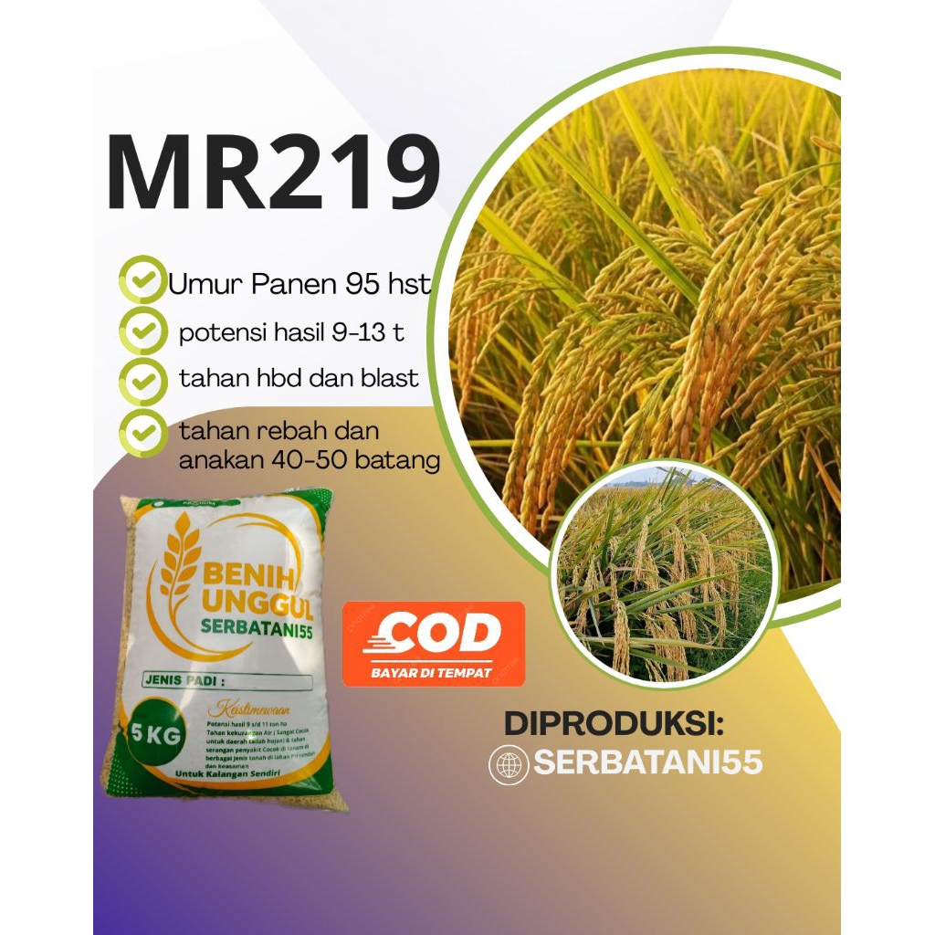 Benih padi bibit padi 5 kg MR 219