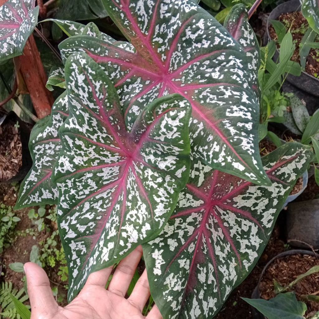 caladium/kladi red star