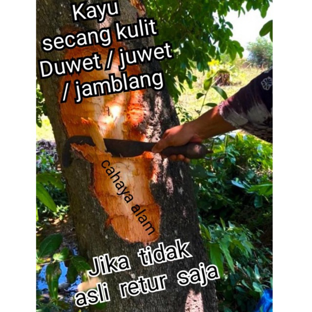 kayu kulit jamblang Duwet juwet Asli Diabetes 200 grm tidak ori retur saja beres
