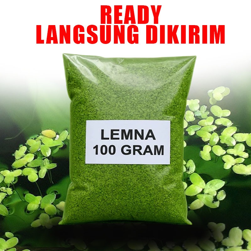 Bibit Lemna Minor Mata Lele – Pakan Alternatif Murah, Mudah Diperbanyak, Pakan Alami Tinggi Protein