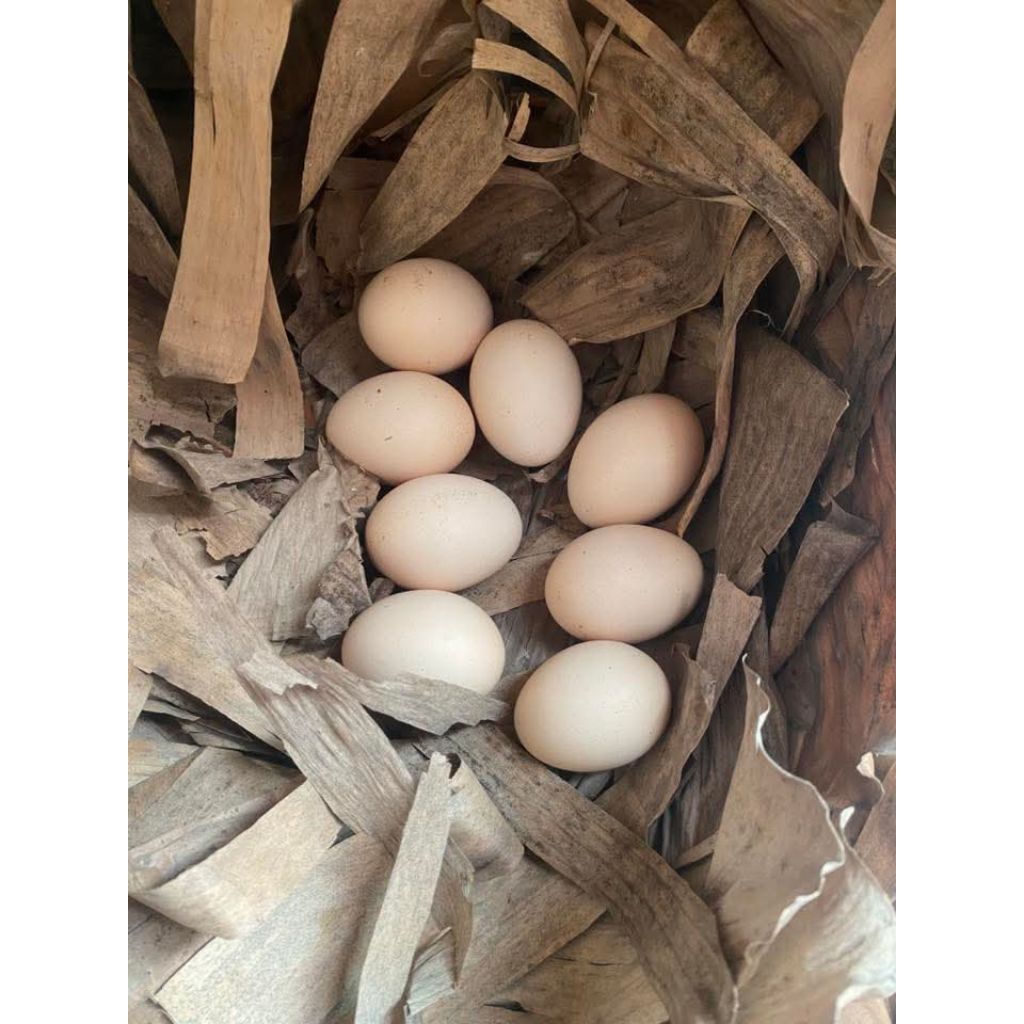 TELUR AYAM PAKHOY FERTILL SIAP TETAS // TELUR AYAM PAKHOY FERTILL