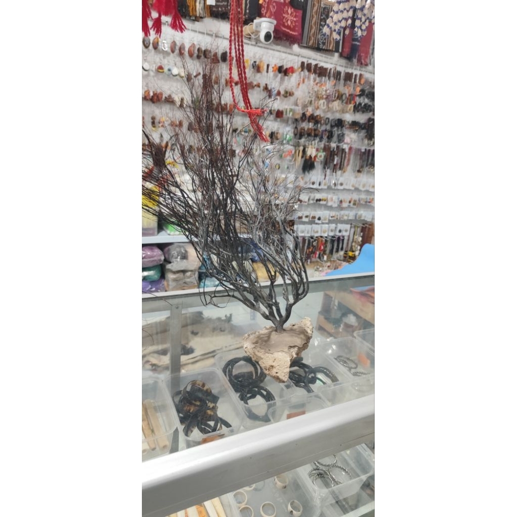 POHON AKAR BAHAR HITAM PAPUA ASLI 100%