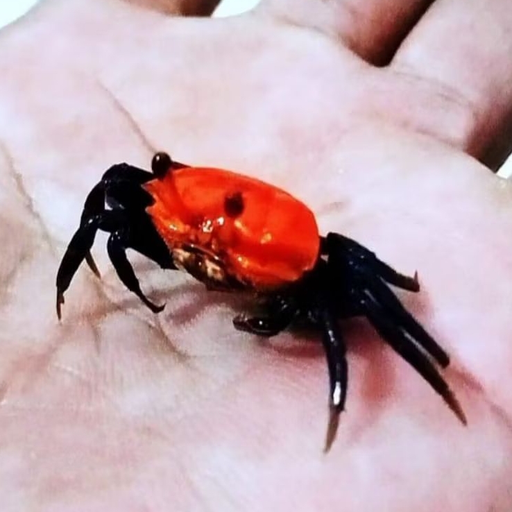 KEPITING HIAS SUPER RED | KEPITING LUCU | KEPITING MINI