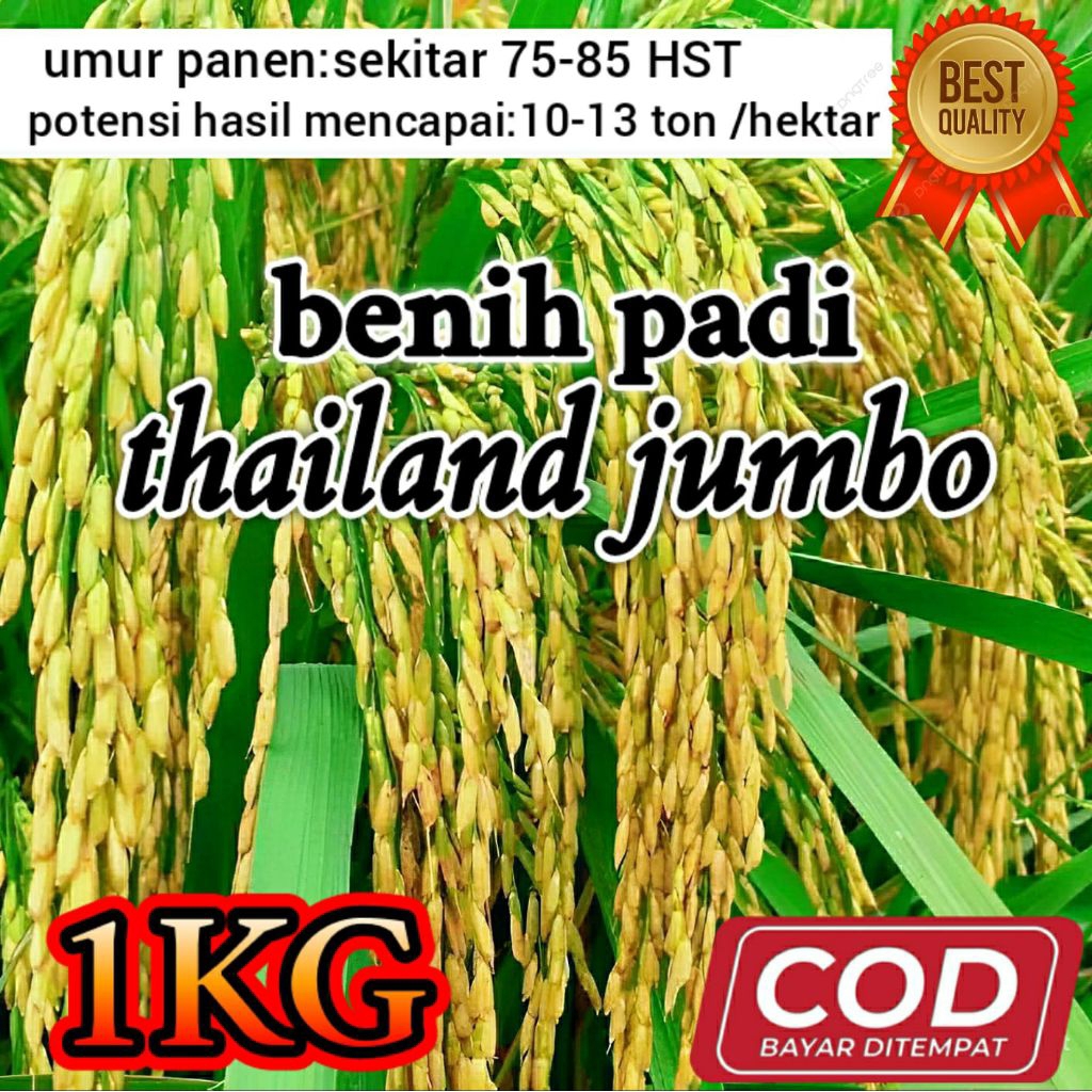 BENIH BIBIT PADI (THAILAND JUMBO) KEMASAN 1KG ORIGINAL