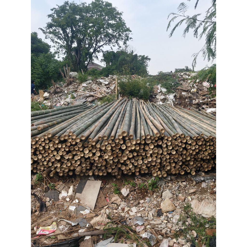 Bambu 5/6 panjang 6 meter