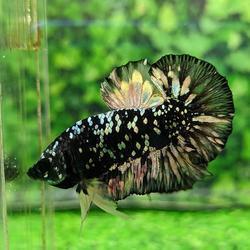 CUPANG AVATAR NEBULA/GORDON