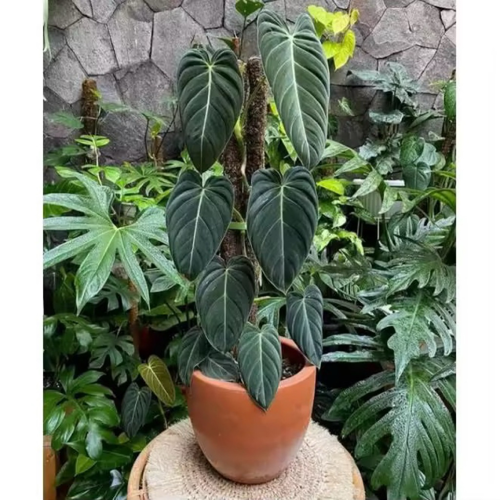 Promo Bibit Batang Philodendron Melanochrysum / bonggol Philodendron..